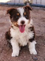Red tri male with tail, a male Australian Cattle Dog and Miniature Australian Shepherd for sale in Wittmann, AZ – 1 of 2