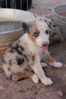 Blue merle girl blue eyes 2, a female Australian Shepherd for sale in Wittmann, AZ – 3 of 3