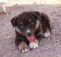 Red tri girl, a female Miniature Australian Shepherd for sale in Wittmann, AZ – 4 of 7