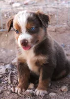 Red merle girl blue eyes 2, a female Miniature Australian Shepherd for sale in Wittmann, AZ – 2 of 4