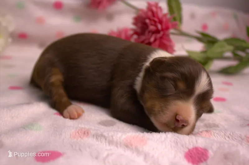 Mini RTF 2 – Miniature Australian Shepherd puppy for sale in Wittmann, AZ