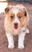 Red merle male marble eyes, a male Australian Cattle Dog and Miniature Australian Shepherd for sale in Wittmann, AZ – 3 of 5