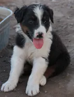 Black tri male, a male Australian Shepherd for sale in Wittmann, AZ – 5 of 6