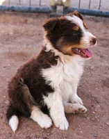 Red tri male with tail, a male Australian Cattle Dog and Miniature Australian Shepherd for sale in Wittmann, AZ – 2 of 2