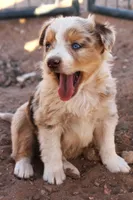 Red merle male marble eyes, a male Australian Cattle Dog and Miniature Australian Shepherd for sale in Wittmann, AZ – 5 of 5