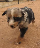 Blue merle girl 2, a female Australian Shepherd for sale in Wittmann, AZ – 2 of 2