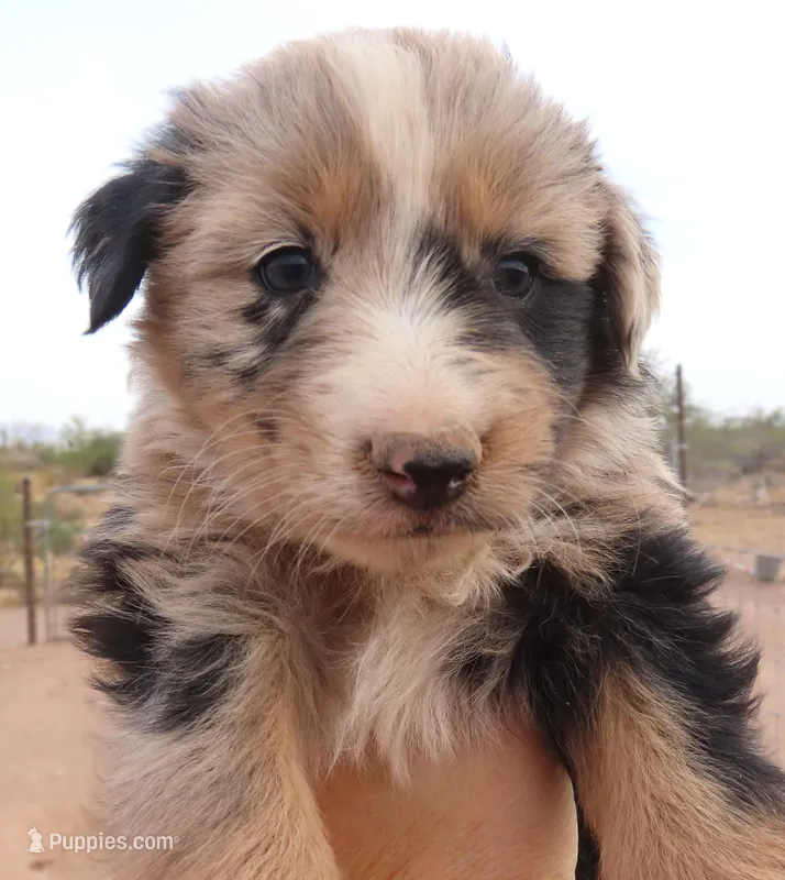 Blue merle girl 2 – Australian Shepherd puppy on hold in Wittmann, AZ