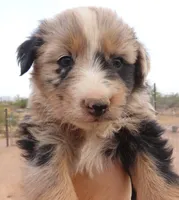 Blue merle girl 2, a female Australian Shepherd for sale in Wittmann, AZ – 1 of 2