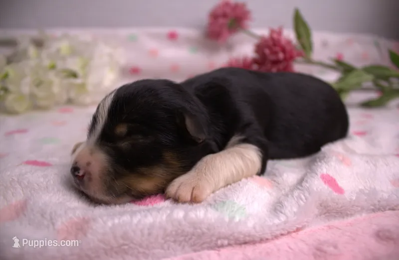 Mini BTF – Miniature Australian Shepherd puppy for sale in Wittmann, AZ