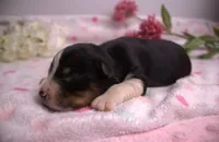 Mini BTF, a female Miniature Australian Shepherd for sale in Wittmann, AZ – 1 of 2