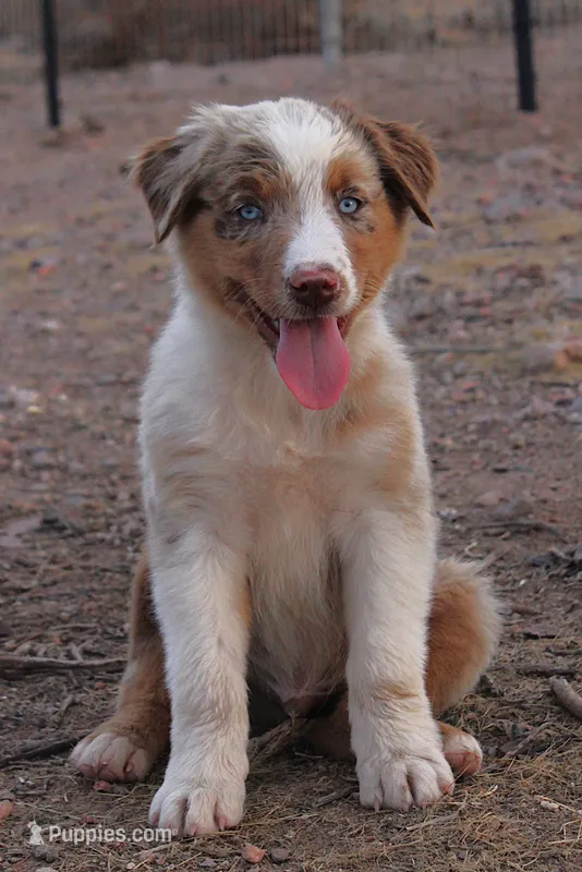 Red merle male with blue eyes – Australian Shepherd puppy for sale in Wittmann, AZ