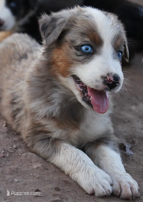 Blue merle girl blue eyes 3 – Australian Shepherd puppy for sale in Wittmann, AZ