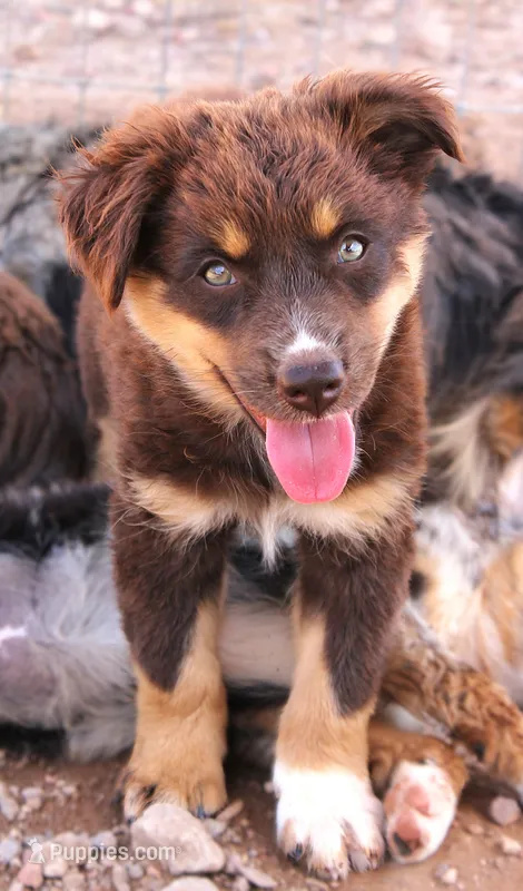 Red tri girl – Miniature Australian Shepherd puppy for sale in Wittmann, AZ