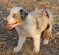 Blue merle girl blue eyes 1, a female Australian Shepherd for sale in Wittmann, AZ – 7 of 9