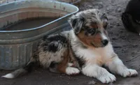 Blue merle male with tail, a male Australian Shepherd for sale in Wittmann, AZ – 3 of 4