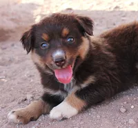 Red tri girl, a female Miniature Australian Shepherd for sale in Wittmann, AZ – 2 of 7