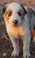 Blue merle girl blue eyes 1, a female Australian Shepherd for sale in Wittmann, AZ – 9 of 9