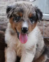 Blue merle male with tail, a male Australian Shepherd for sale in Wittmann, AZ – 1 of 4