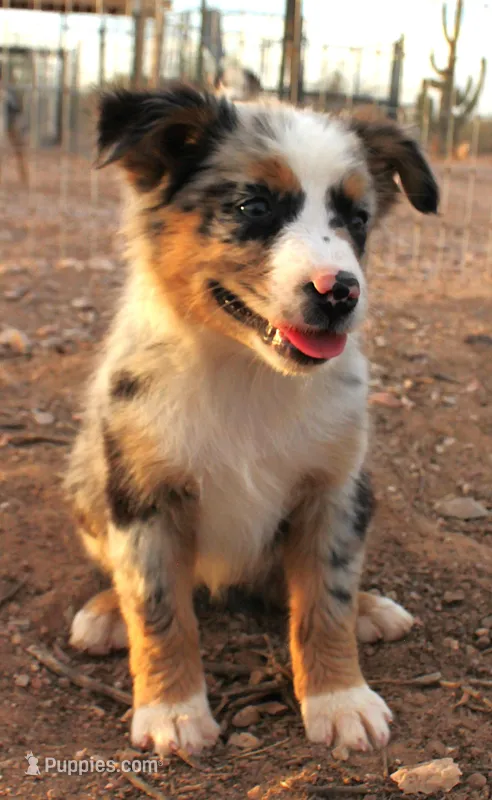 Blue merle girl  – Miniature Australian Shepherd puppy for sale in Wittmann, AZ
