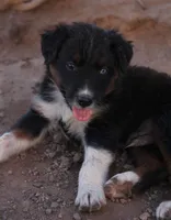 Black tri male one blue eye, a male Australian Shepherd for sale in Wittmann, AZ – 3 of 5