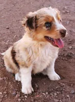 Red merle male marble eyes, a male Australian Cattle Dog and Miniature Australian Shepherd for sale in Wittmann, AZ – 4 of 5