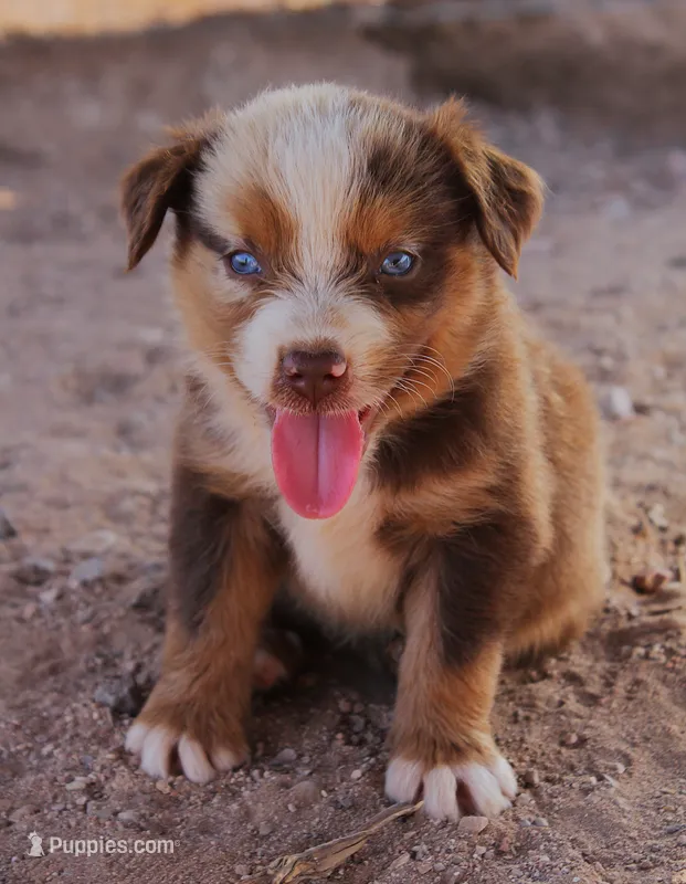 Red merle girl blue eyes 2 – Miniature Australian Shepherd puppy for sale in Wittmann, AZ