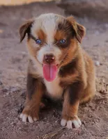 Red merle girl blue eyes 2, a female Miniature Australian Shepherd for sale in Wittmann, AZ – 1 of 4
