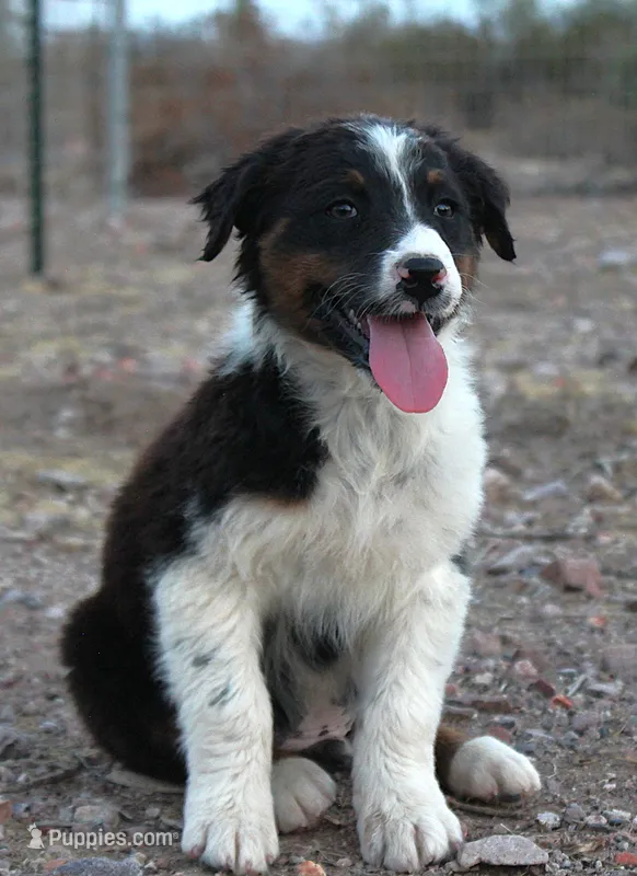 Black tri male – Australian Shepherd puppy for sale in Wittmann, AZ