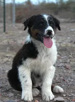 Black tri male, a male Australian Shepherd for sale in Wittmann, AZ – 1 of 4