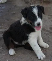 Black tri male, a male Australian Shepherd for sale in Wittmann, AZ – 6 of 6