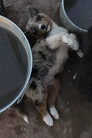 Blue merle male with tail, a male Australian Shepherd for sale in Wittmann, AZ – 4 of 4