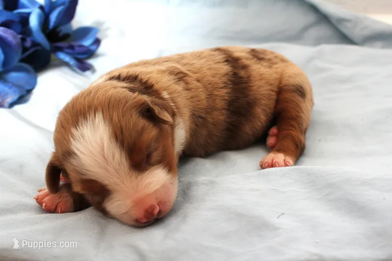 Red merle male – Miniature Australian Shepherd puppy on hold in Wittmann, AZ