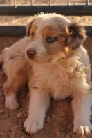 Red merle male marble eyes, a male Australian Cattle Dog and Miniature Australian Shepherd for sale in Wittmann, AZ – 2 of 5