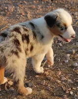 Blue merle girl blue eyes 1, a female Australian Shepherd for sale in Wittmann, AZ – 8 of 9