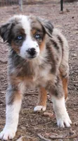 Blue/Red merle girl blue eyes , a female Australian Shepherd for sale in Wittmann, AZ – 2 of 2