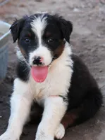 Black tri male, a male Australian Shepherd for sale in Wittmann, AZ – 4 of 6