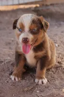 Red merle girl blue eyes 2, a female Miniature Australian Shepherd for sale in Wittmann, AZ – 4 of 4