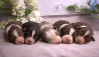 Mini RTF, a female Miniature Australian Shepherd for sale in Wittmann, AZ – 2 of 2