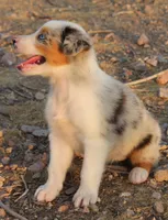 Blue merle girl blue eyes 1, a female Australian Shepherd for sale in Wittmann, AZ – 2 of 9