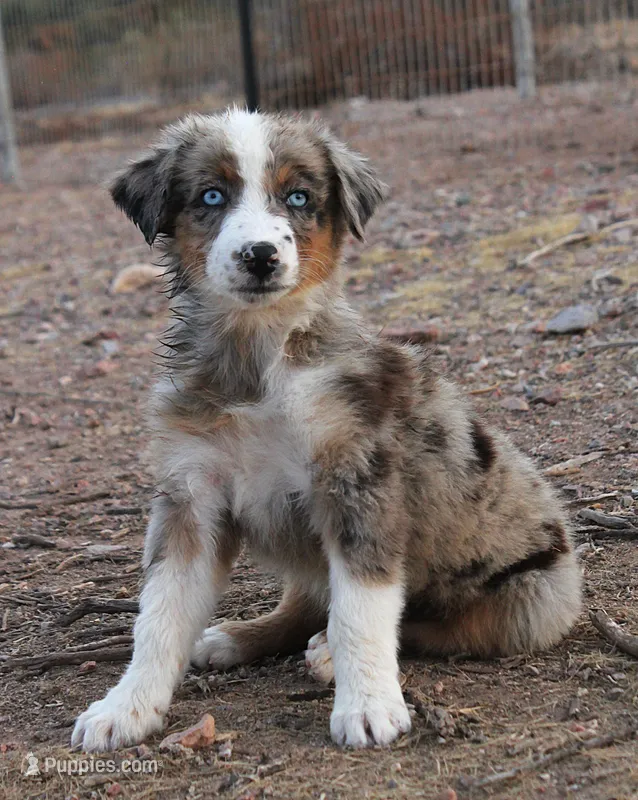 Blue merle girl blue eyes 1 – Australian Shepherd puppy for sale in Wittmann, AZ