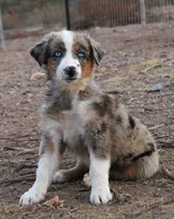 Blue/Red merle girl blue eyes , a female Australian Shepherd for sale in Wittmann, AZ – 1 of 2