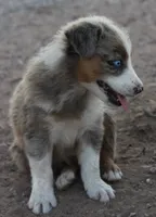Blue merle girl blue eyes 3, a female Australian Shepherd for sale in Wittmann, AZ – 3 of 3