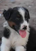 Black tri male, a male Australian Shepherd for sale in Wittmann, AZ – 3 of 6