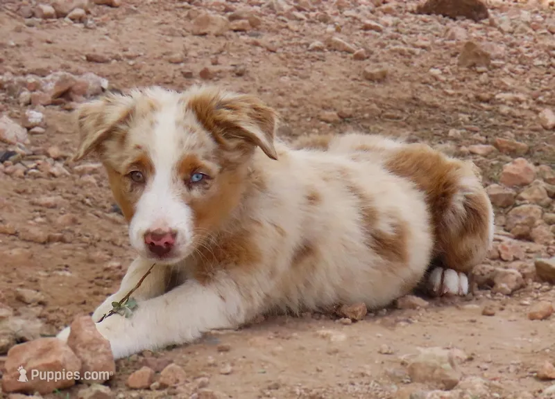 Red merle male 1.5 blue eyes – Australian Shepherd puppy for sale in Wittmann, AZ