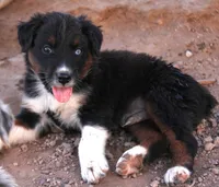 Black tri male one blue eye, a male Australian Shepherd for sale in Wittmann, AZ – 1 of 5