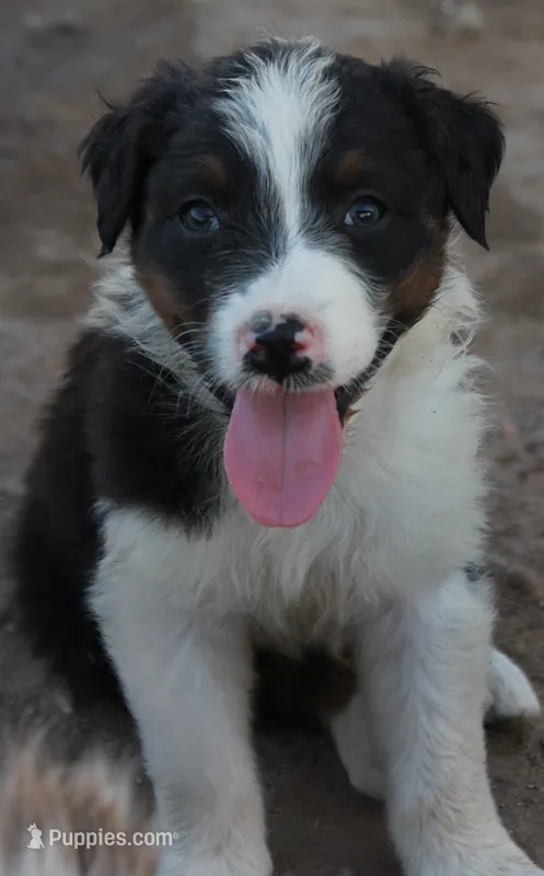 Black tri male – Australian Shepherd puppy for sale in Wittmann, AZ