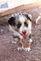 Blue merle girl , a female Miniature Australian Shepherd for sale in Wittmann, AZ – 2 of 4
