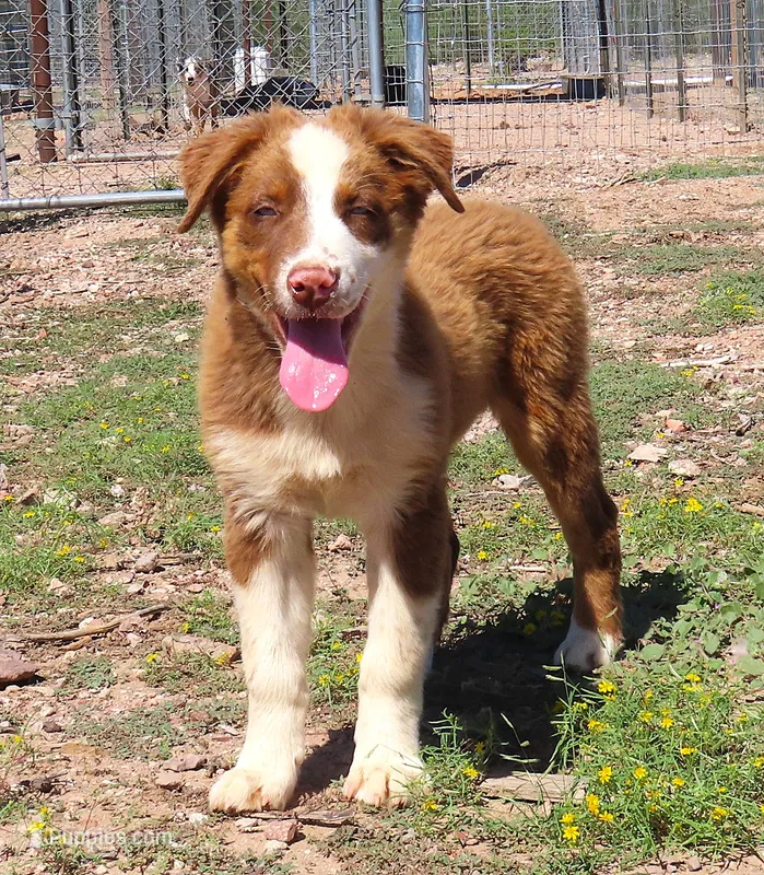 Red tri male with blue eyes – Australian Shepherd puppy for sale in Wittmann, AZ