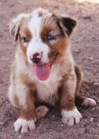 Red merle girl blue eyes, a female Miniature Australian Shepherd for sale in Wittmann, AZ – 3 of 3