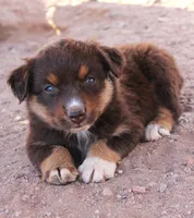 Red tri girl, a female Miniature Australian Shepherd for sale in Wittmann, AZ – 5 of 7